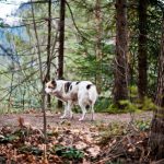 工作犬與運動犬的高能量飲食與營養需求解析