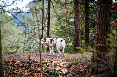工作犬與運動犬的高能量飲食與營養需求解析
