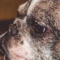 短鼻犬與長鼻犬的健康問題與飼養差異