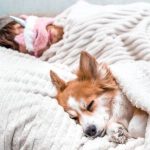 狗狗飼養完整指南：從挑選到日常照顧一次搞懂