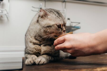 飲食與毛髮健康：換毛期該餵什麼才能讓毛髮更健康？