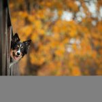 避免放生與生態破壞：冷門寵物飼養者的責任