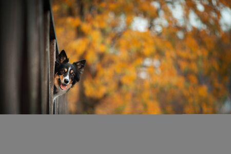 避免放生與生態破壞：冷門寵物飼養者的責任