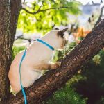 狗狗公園禮儀與社交技巧：讓你的毛孩成為朋友圈的焦點