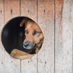 動物虐待與遺棄的法律責任：如何避免觸法？