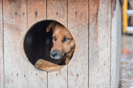 動物虐待與遺棄的法律責任：如何避免觸法？