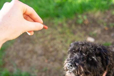 狗狗零食與獎勵：如何選擇健康適量的點心