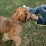 飼主責任與鄰里關係維護的重要性