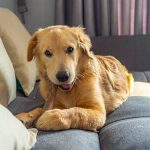 手術後及疾病康復期的犬貓營養補充與照護方式