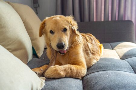 手術後及疾病康復期的犬貓營養補充與照護方式