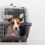 寵物飼養的法律規範：飼主不可不知的條文