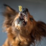 狗狗訓練與行為矯正用品推薦：訓練笛、獎勵零食評測