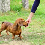 動物福利觀念的推廣：如何讓更多人關注並行動？