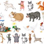 老年犬與老年貓的皮膚護理與清潔技巧