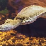 龜類品種大解析：從陸龜到水龜的差異與飼育方式