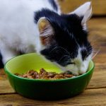 選擇最適合貓咪的飼料：乾糧與濕糧的比較
