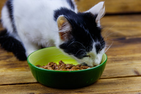 選擇最適合貓咪的飼料：乾糧與濕糧的比較