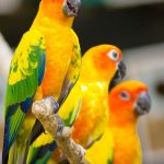 新手必看！如何正確飼養你的第一隻寵物鳥