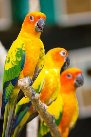 新手必看！如何正確飼養你的第一隻寵物鳥