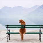 如何幫助狗狗適應獨處並減少焦慮行為