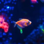 水族生態系統建立：如何創造穩定且自給自足的水族環境