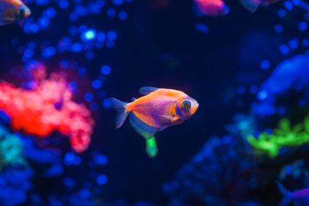水族生態系統建立：如何創造穩定且自給自足的水族環境