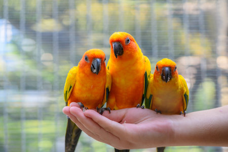 10種適合新手飼養的鳥類介紹與飼養要點