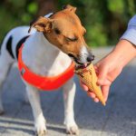 動物保護與公益責任：飼主可以如何參與動保行動？