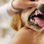 狗狗的健康管理：疫苗、除蟲與醫療保健全指南