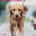 帶狗狗進行戶外運動的完整指南：如何確保安全與樂趣
