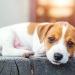 動物福利的重要性：為什麼每個生命都值得被尊重
