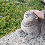 台灣與世界各國的動物福利比較：我們能學習什麼？