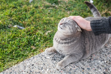 台灣與世界各國的動物福利比較：我們能學習什麼？