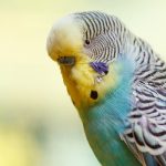 鳥類繁殖入門指南：如何成功繁育寵物鳥