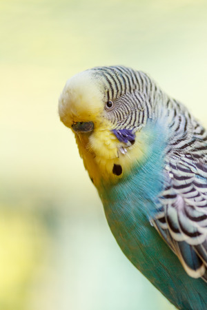 鳥類繁殖入門指南：如何成功繁育寵物鳥