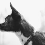 如何建立狗狗的規律作息？讓愛犬更聽話的訓練方式