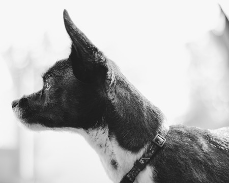 如何建立狗狗的規律作息？讓愛犬更聽話的訓練方式