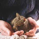小動物適合的智力開發玩具：兔子、倉鼠、鸚鵡的選擇
