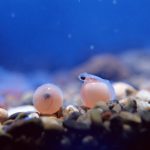水族箱入門指南：如何選擇適合自己的水族箱與設備