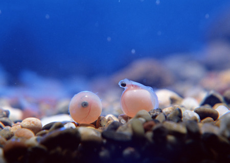 水族箱入門指南：如何選擇適合自己的水族箱與設備