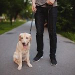 狗狗的社會化訓練技巧：如何讓愛犬更乖巧親人