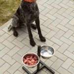 狗狗鮮食食譜大全：從簡單家常菜到五星級餐點