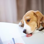懷孕與哺乳期母犬母貓的高營養需求與飲食建議
