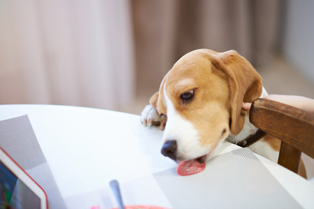 懷孕與哺乳期母犬母貓的高營養需求與飲食建議